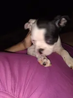 Dint, a female Boston Terrier for sale in Granite City, IL – 7 of 8