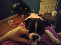 Sister bear , a female Boston Terrier for sale in Granite City, IL – 6 of 6