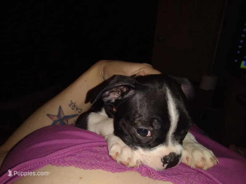 Sister bear  – Boston Terrier puppy for sale in Granite City, IL