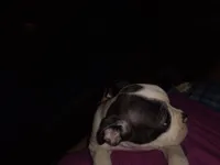 Honey, a female Boston Terrier for sale in Granite City, IL – 4 of 6