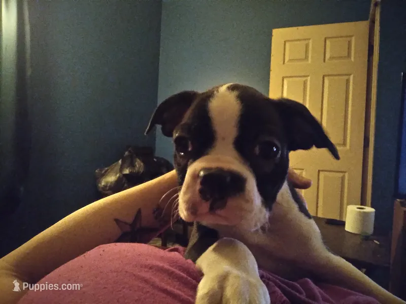 Wilbur – Boston Terrier puppy for sale in Granite City, IL