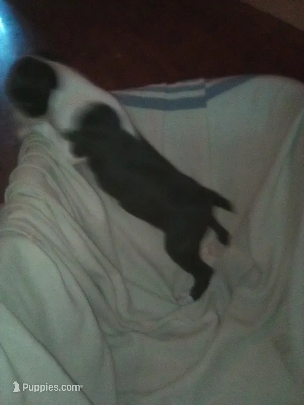 Houdini – Boston Terrier puppy for sale in Granite City, IL