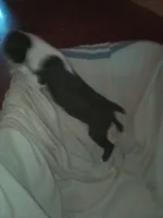 Houdini, a male Boston Terrier for sale in Granite City, IL – 2 of 6
