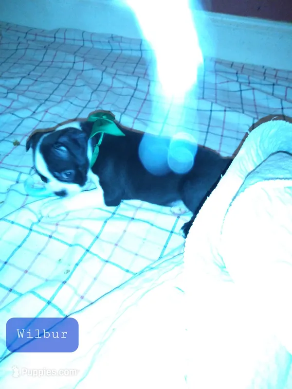 Wilbur – Boston Terrier puppy for sale in Granite City, IL