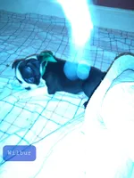 Wilbur, a male Boston Terrier for sale in Granite City, IL – 1 of 3