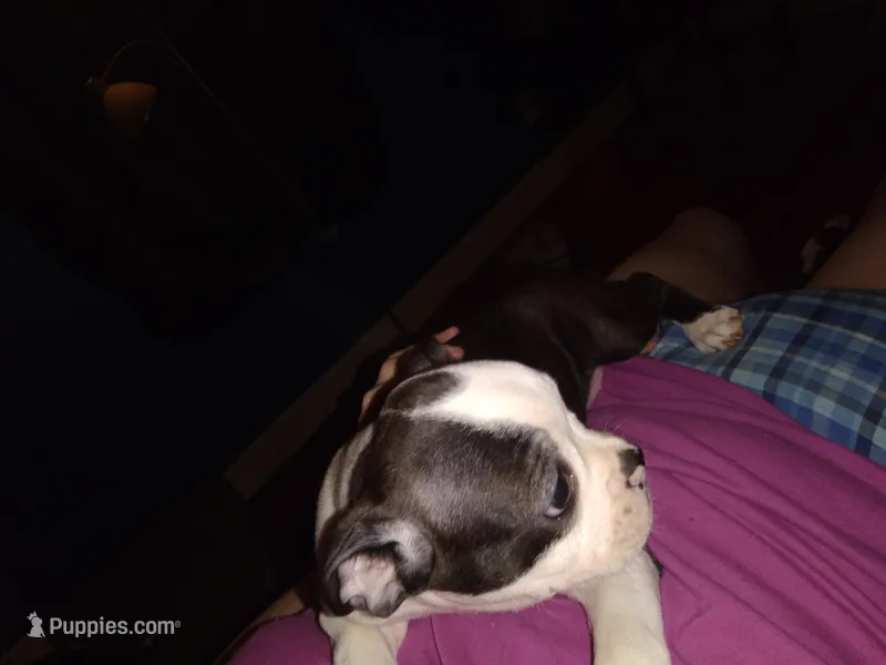 Ron – Boston Terrier puppy on hold in Granite City, IL
