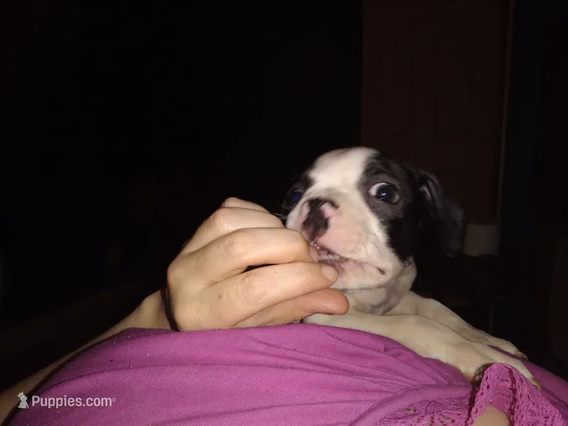 Houdini – Boston Terrier puppy for sale in Granite City, IL