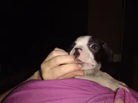 Houdini, a male Boston Terrier for sale in Granite City, IL – 1 of 6