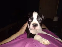 Wilbur, a male Boston Terrier for sale in Granite City, IL – 8 of 8