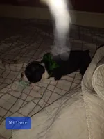 Wilbur, a male Boston Terrier for sale in Granite City, IL – 2 of 3