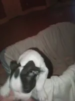 Honey, a female Boston Terrier for sale in Granite City, IL – 2 of 2