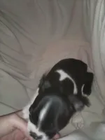 Sister bear , a female Boston Terrier for sale in Granite City, IL – 2 of 4