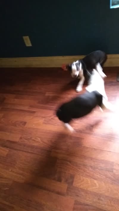 Dint, a female Boston Terrier for sale in Granite City, IL – 8 of 8