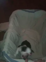 Houdini, a male Boston Terrier for sale in Granite City, IL – 4 of 6