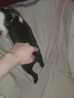 Dint, a female Boston Terrier for sale in Granite City, IL – 5 of 8