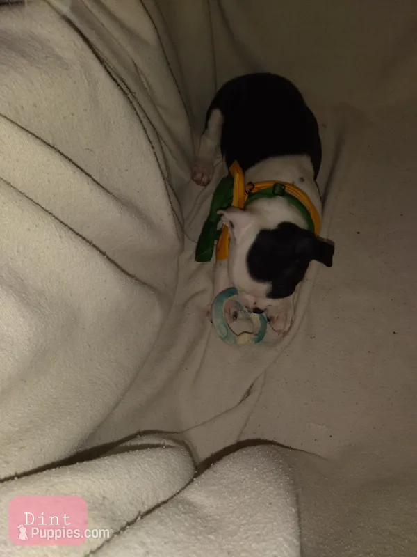 Dint – Boston Terrier puppy for sale in Granite City, IL
