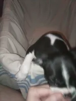 Sister bear , a female Boston Terrier for sale in Granite City, IL – 4 of 4