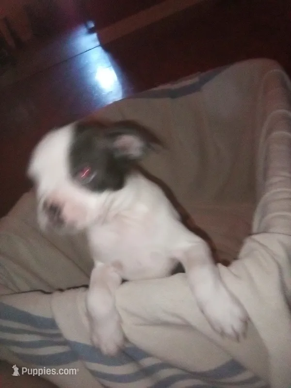 Honey – Boston Terrier puppy for sale in Granite City, IL