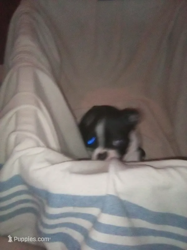 Sister bear  – Boston Terrier puppy for sale in Granite City, IL