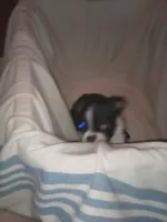 Sister bear , a female Boston Terrier for sale in Granite City, IL – 1 of 4