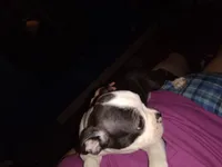 Honey, a female Boston Terrier for sale in Granite City, IL – 5 of 6