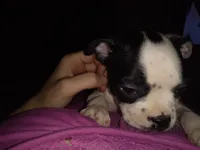 Ron, a male Boston Terrier for sale in Granite City, IL – 2 of 6