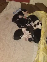 Wilbur, a male Boston Terrier for sale in Granite City, IL – 3 of 3