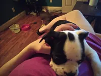Ron, a male Boston Terrier for sale in Granite City, IL – 6 of 6