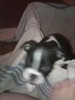 Sister bear , a female Boston Terrier for sale in Granite City, IL – 3 of 4