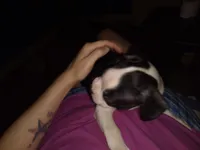 Houdini, a male Boston Terrier for sale in Granite City, IL – 6 of 6
