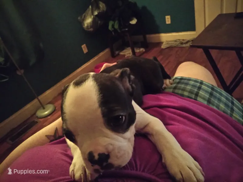 Honey – Boston Terrier puppy for sale in Granite City, IL