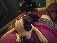 Honey, a female Boston Terrier for sale in Granite City, IL – 1 of 6