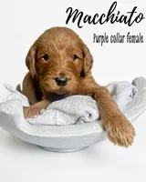 Macchiato, a female Goldendoodle for sale in Taylorsville, NC – Photo 3 of 4