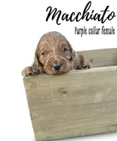 Macchiato, a female Goldendoodle for sale in Taylorsville, NC – Photo 2 of 4