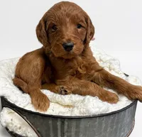 Macchiato, a female Goldendoodle for sale in Taylorsville, NC – Photo 4 of 4