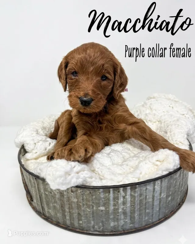 Macchiato – Goldendoodle puppy for sale in Taylorsville, NC