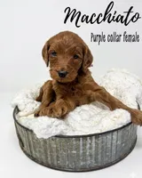 Macchiato, a female Goldendoodle for sale in Taylorsville, NC – Photo 1 of 4