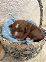 Peter, a male Miniature Goldendoodle for sale in Taylorsville, NC – Photo 1 of 4