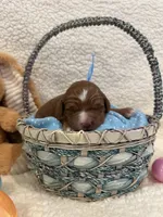 Peter, a male Miniature Goldendoodle for sale in Taylorsville, NC – Photo 3 of 4