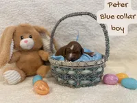 Peter, a male Miniature Goldendoodle for sale in Taylorsville, NC – Photo 4 of 4