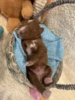 Peter, a male Miniature Goldendoodle for sale in Taylorsville, NC – Photo 2 of 4