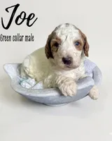 Joe, a male Goldendoodle for sale in Taylorsville, NC – Photo 3 of 4