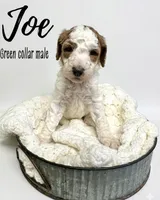Joe, a male Goldendoodle for sale in Taylorsville, NC – Photo 1 of 4