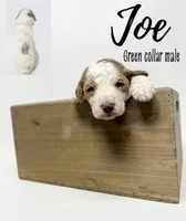 Joe, a male Goldendoodle for sale in Taylorsville, NC – Photo 2 of 4