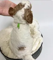 Joe, a male Goldendoodle for sale in Taylorsville, NC – Photo 4 of 4