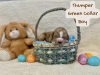 Thumper , a male Miniature Goldendoodle for sale in Taylorsville, NC – Photo 3 of 3