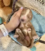 Thumper , a male Miniature Goldendoodle for sale in Taylorsville, NC – Photo 2 of 3