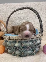 Thumper , a male Miniature Goldendoodle for sale in Taylorsville, NC – Photo 1 of 3