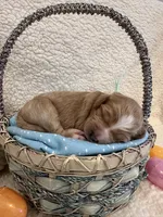 Peeps, a female Miniature Goldendoodle for sale in Taylorsville, NC – Photo 3 of 4