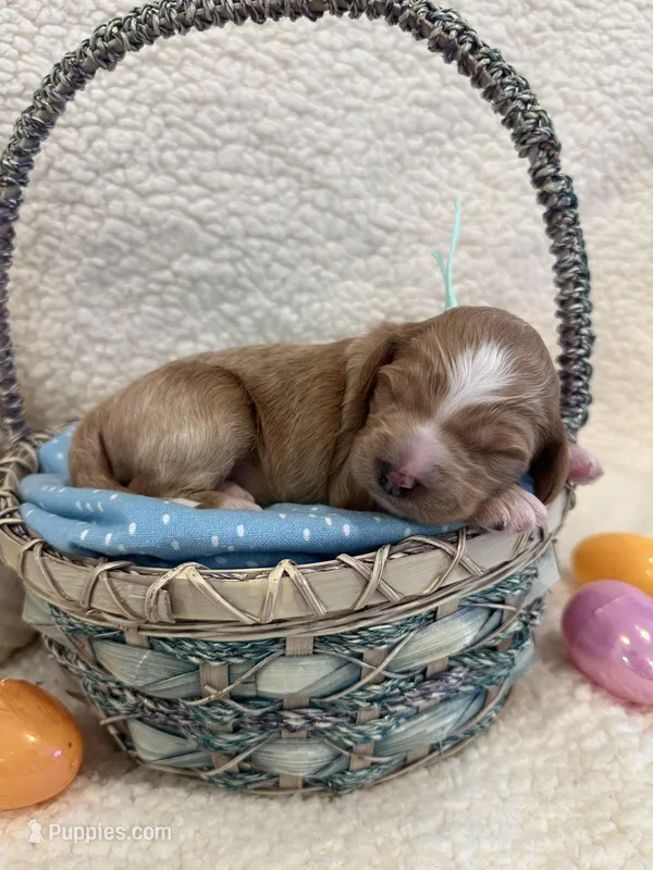 Peeps – Miniature Goldendoodle puppy for sale in Taylorsville, NC